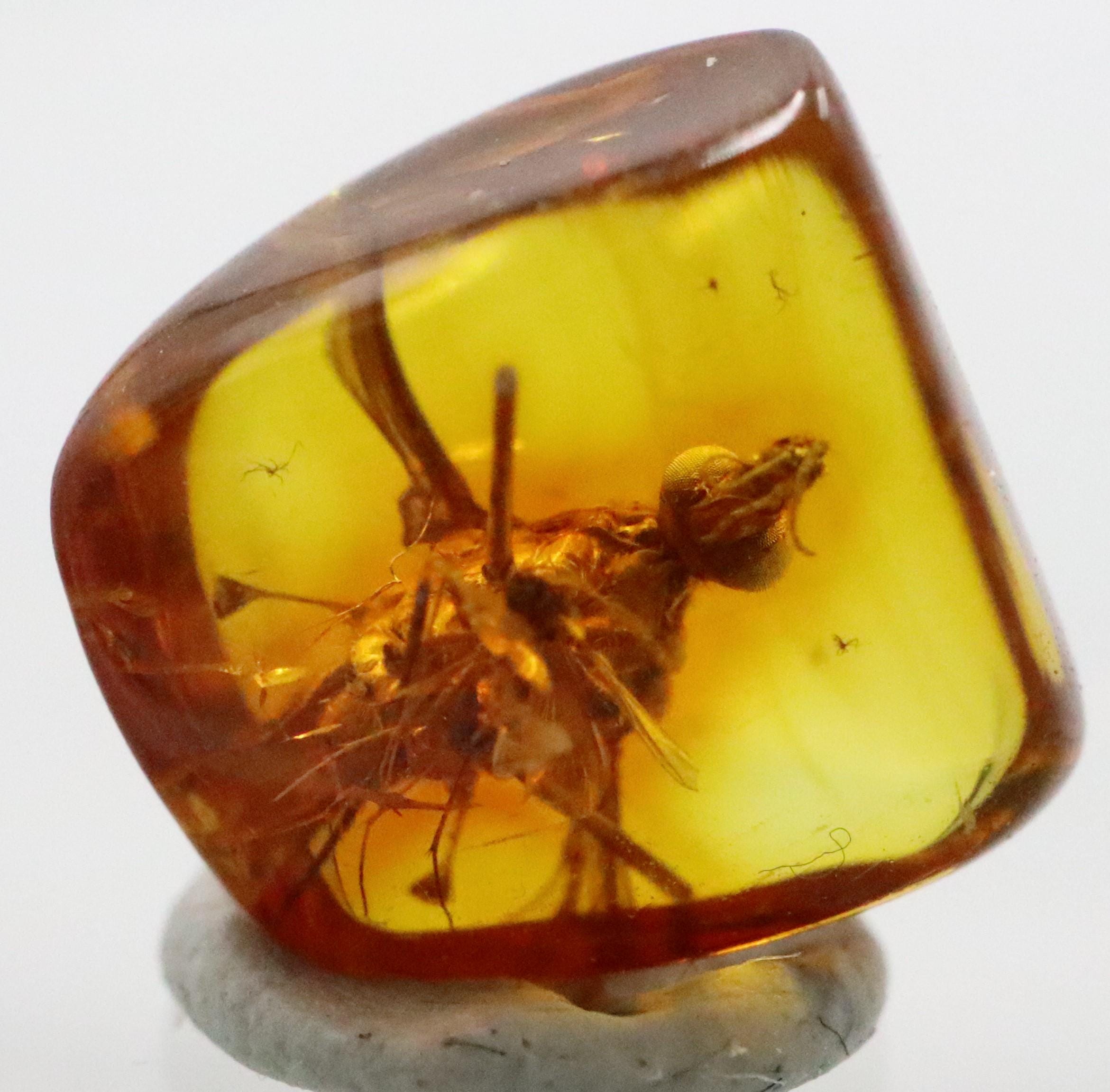 数百万年もの間昆虫が閉じ込められていたバルト海産の小さな琥珀