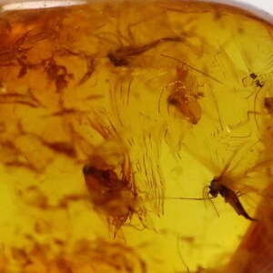 Baltic Amber with 8 Insects trapped for Million Years | Fossil Inclusion in Baltic Amber Stone | Certified Baltic Amber