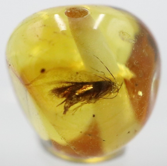 数百万年の間昆虫が閉じ込められていた琥珀石（6個入り）｜バルト海産