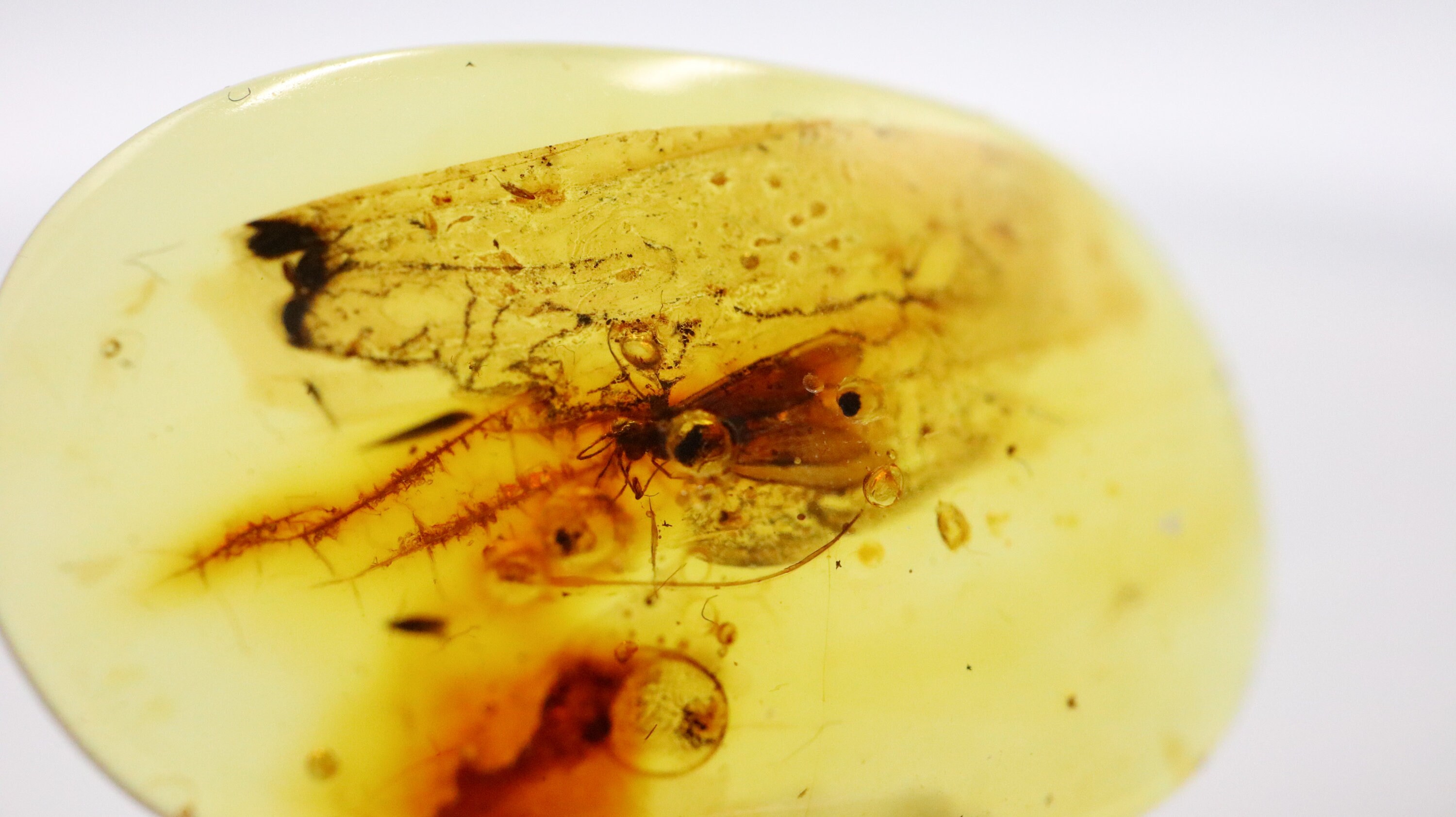 数百万年の間閉じ込められていたハエ虫が入ったバルト海産琥珀