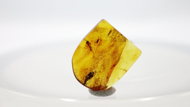 Baltic Amber with 2 Insects trapped for Million Years Certified Baltic Amber Fossil Inclusion in Baltic Amber Stone