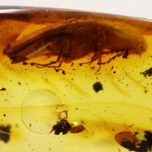 Baltic Amber with Bug Insect trapped for Million Years | Fossil Inclusion in Baltic Amber Stone | Certified Baltic Amber