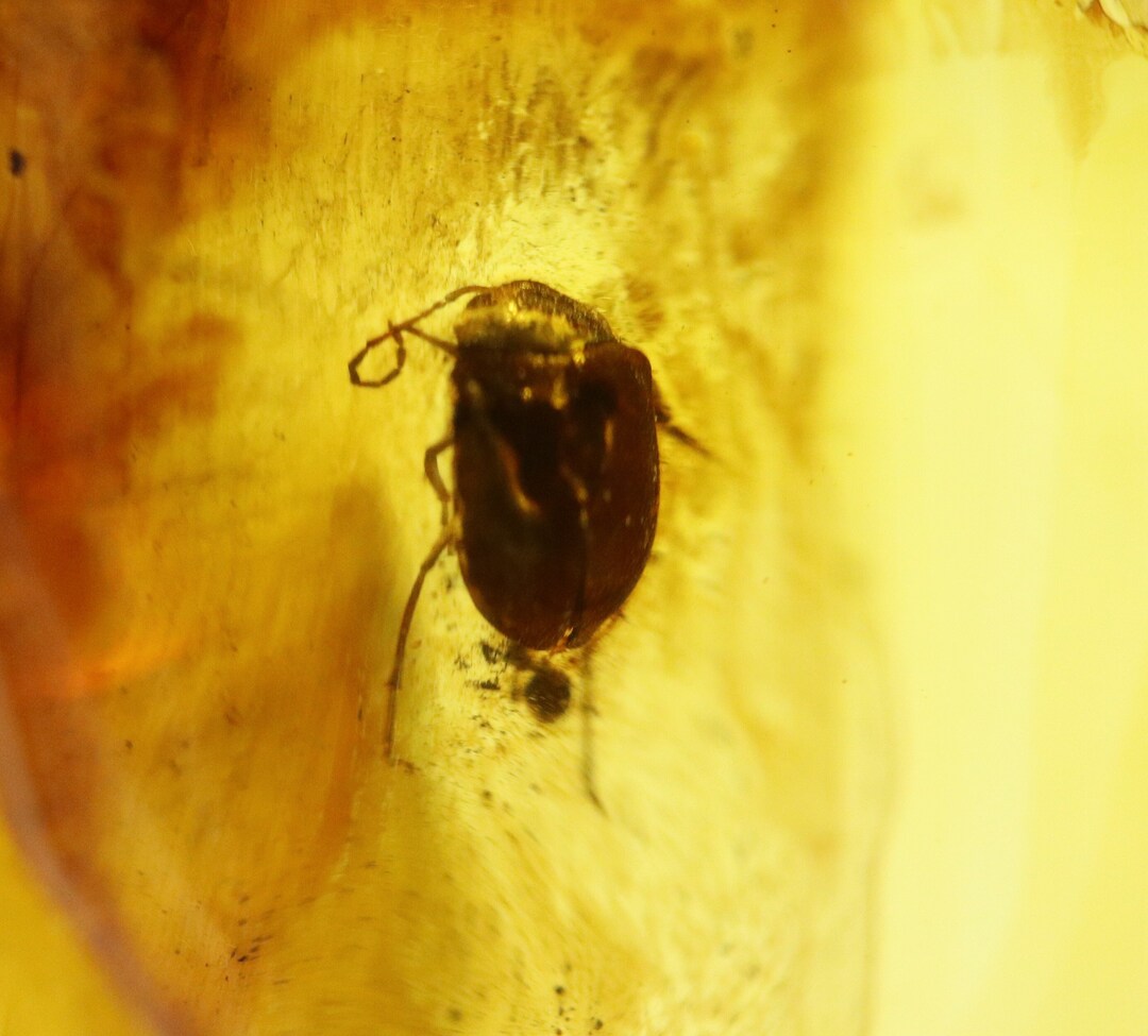 Amber With Rare Bug Insect Trapped for Million Years | Fossil Inclusion ...