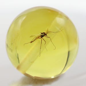 Puede incluir: Una esfera de ámbar transparente de color amarillo dorado, que contiene un insecto preservado. El insecto es de color marrón oscuro con alas finas y patas largas. El ámbar es liso y pulido, mostrando los detalles del insecto.