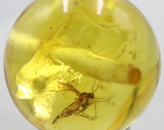 穴あけ加工された琥珀ビーズ 9.98 mm 球体、何百万年もの間昆虫が