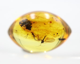 Oval Shaped Amber Stone with 4 Insects NOT DRILLED trapped for Million Years | Fossil Inclusion in Baltic Amber | Certified Baltic Amber