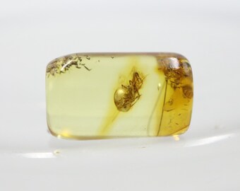 Cylindrical Amber with a Spider +1 Insect NOT DRILLED trapped for Million Years | Fossil Inclusion in Baltic Amber | Certified Baltic Amber