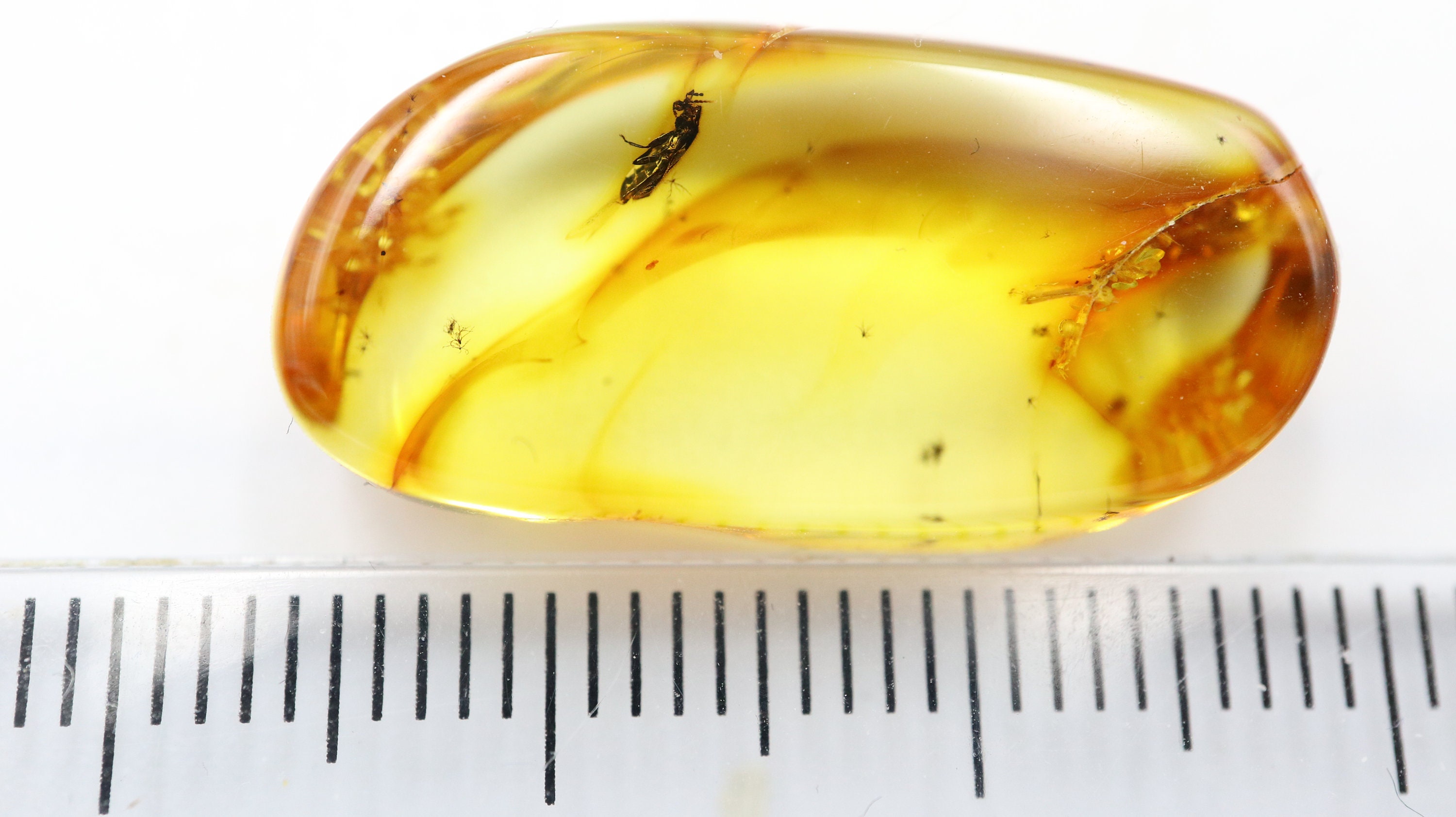 Amber With Bug Insect Trapped for Million Years | Fossil