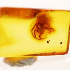 Baltic SMALL Amber with Spider and Bug Insect trapped for Million Years | Fossil Inclusion in Baltic Amber Stone | Certified Baltic Amber