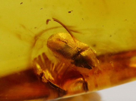 Amber With Rare Bug Insect Trapped for Million Years Fossil | Etsy
