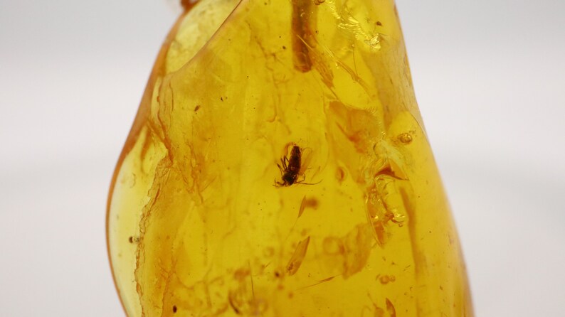925 Sterling Silver Baltic Amber Pendant Necklace with Fossil trapped for Million Years Natural Amber Jewelry Amber Pendant with Insect