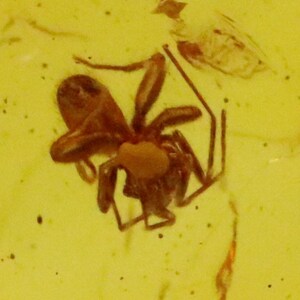 Baltic SMALL Amber with SPIDER Insect trapped for Million Years | Fossil Inclusion in Baltic Amber Stone | Certified Baltic Amber