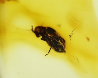 洋楽 bugs in amber rocketship leters Amber With Bug Insect Trapped for Million Years | Fossil