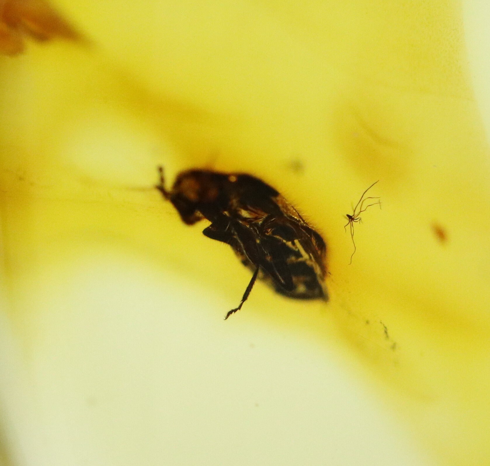 Bugs In Amber - 