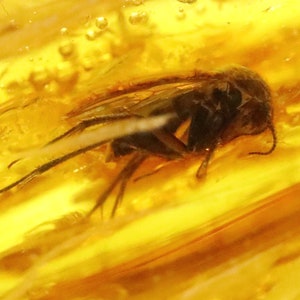 Baltic Amber with 5 Insects trapped for Million Years | Fossil Inclusion in Baltic Amber Stone | Certified Baltic Amber
