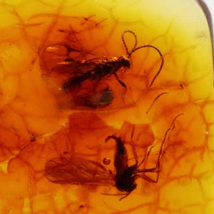 Baltic Amber with 5 Insects trapped for Million Years | Fossil Inclusion in Baltic Amber Stone | Certified Baltic Amber
