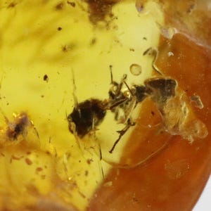 Baltic Amber with Ant Insect trapped for Million Years | Fossil Inclusion in Baltic Amber Stone | Certified Baltic Amber
