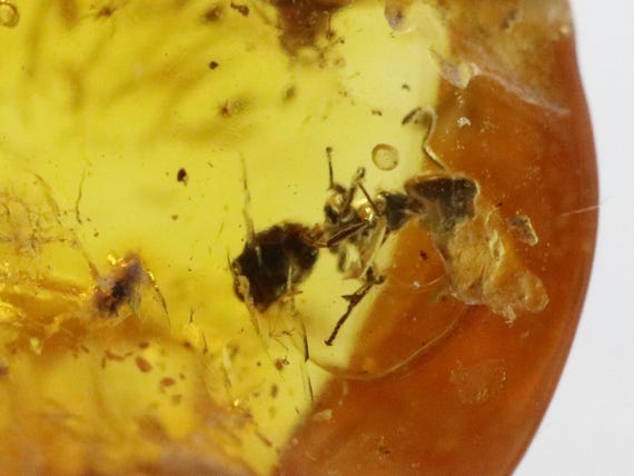 Slice of Baltic amber from Goethe collection showing fossil ant inside