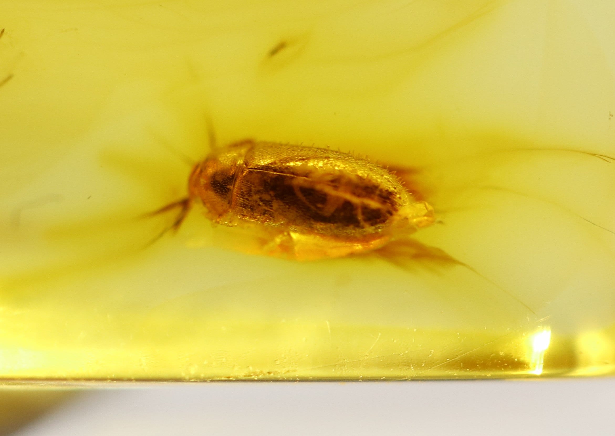 Amber With Rare Bug Insect Trapped for Million Years | Fossil Inclusion ...