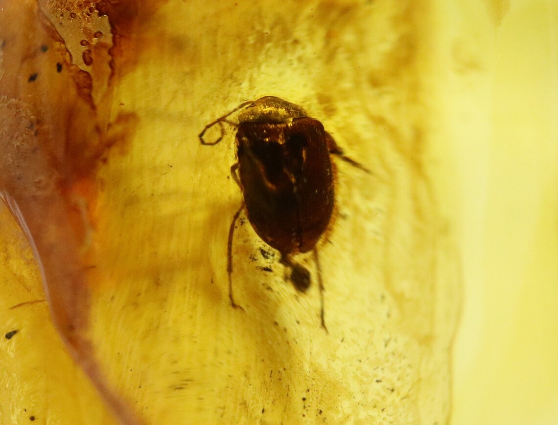 Amber With Rare Bug Insect Trapped for Million Years Fossil | Etsy
