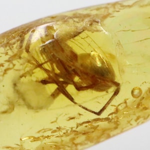 Baltic SMALL Amber with SPIDER Insect trapped for Million Years | Fossil Inclusion in Baltic Amber Stone | Certified Baltic Amber