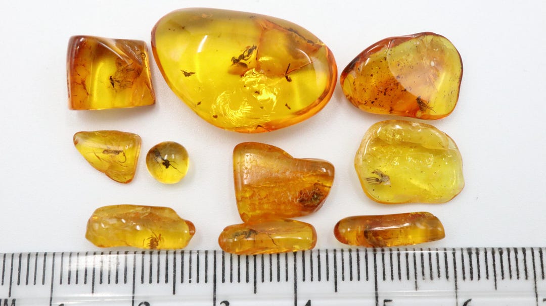 10 Lot Amber Stones With Rare Insects Trapped for Million Years ...