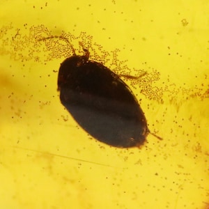Baltic Amber with Bug Insect trapped for Million Years | Fossil Inclusion in Baltic Amber Stone | Certified Baltic Amber