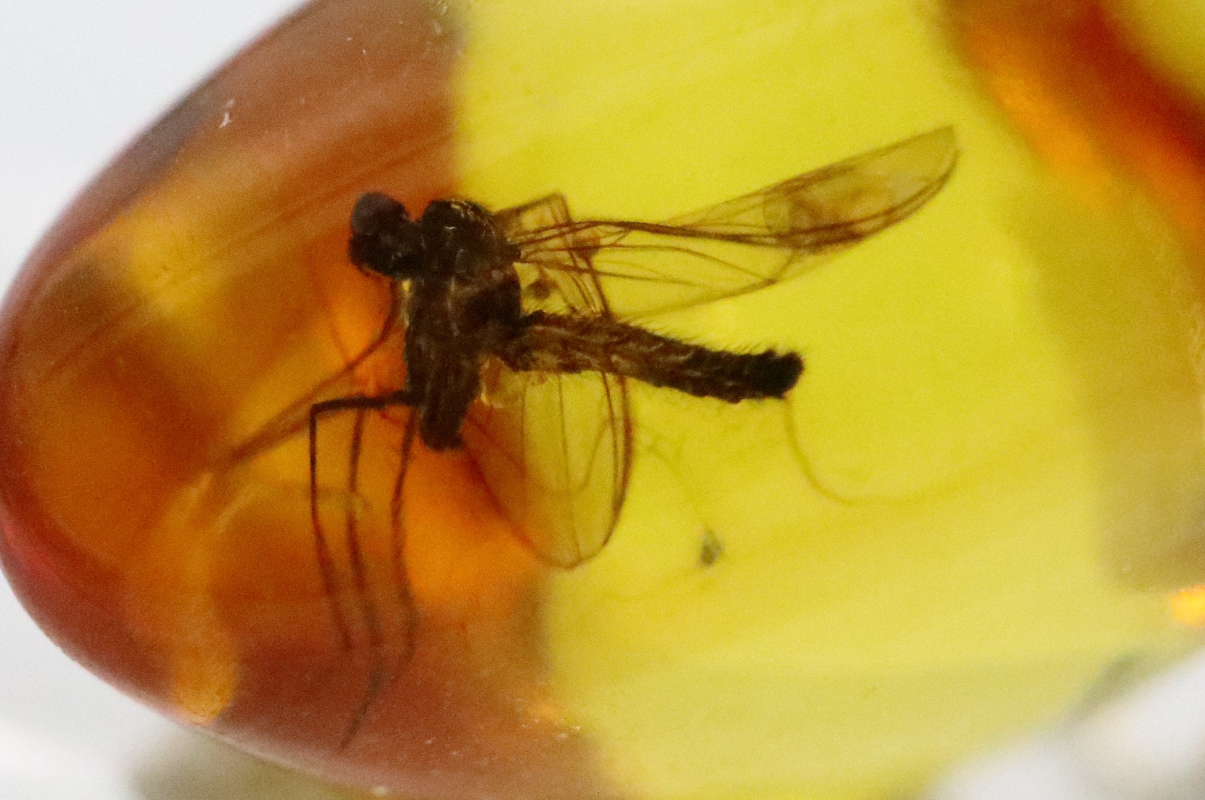 昆虫付き琥珀ハートペンダント、925 スターリングシルバー | 数百万年 