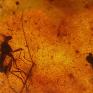 Baltic Amber with 5 Insects trapped for Million Years | Fossil Inclusion in Baltic Amber Stone | Certified Baltic Amber