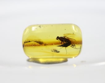 Cylindrical Amber with an Insect NOT DRILLED trapped for Million Years | Fossil Inclusion in Baltic Amber Stone | Certified Baltic Amber