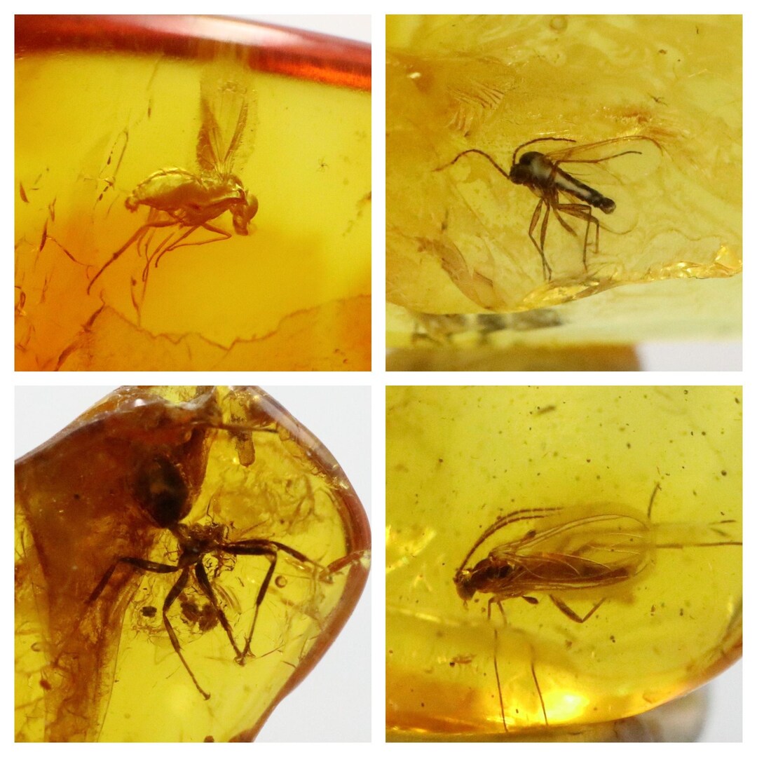 20 Lot Amber Stones With Rare Insects Trapped for Million Years ...