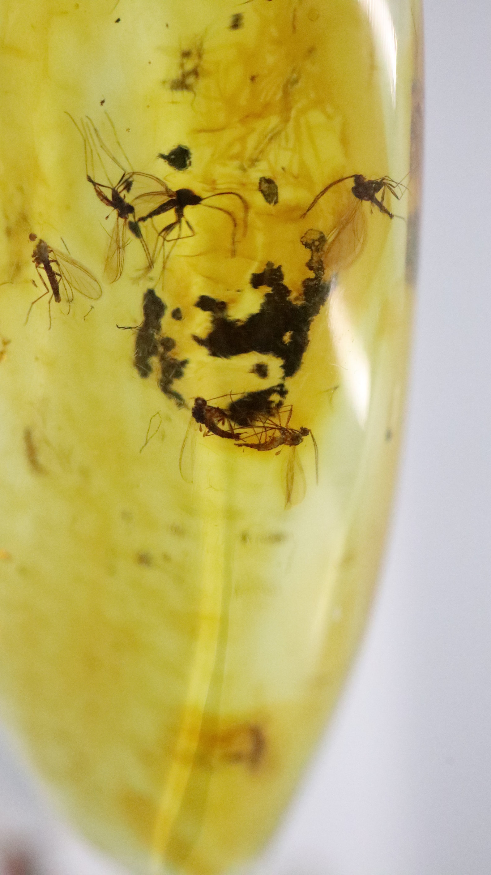 Baltic Amber With 7 Insects Trapped for Million Years | Fossil ...