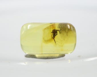 Cylindrical Amber with a Spider Insect NOT DRILLED trapped for Million Years | Fossil Inclusion in Baltic Amber | Certified Baltic Amber