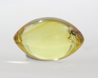 Oval Shaped Amber Stone with an Insect NOT DRILLED trapped for Million Years | Fossil Inclusion in Baltic Amber | Certified Baltic Amber