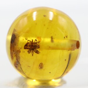 May include: A spherical piece of amber, a warm yellow hue, with an insect fossilised within. The insect is a dark brown colour. A small, cylindrical tube protrudes from the amber, which is translucent.