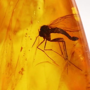 Baltic Amber with 3 Insects trapped for Million Years | Fossil Inclusion in Baltic Amber Stone | Certified Baltic Amber