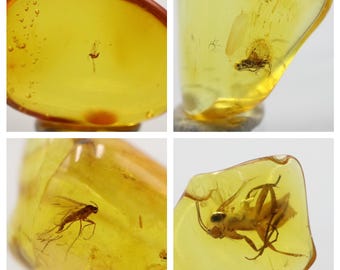 数百万年もの間閉じ込められていた珍しいクモの昆虫が入った琥珀