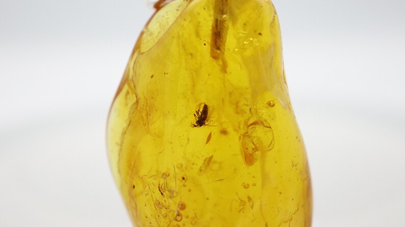 925 Sterling Silver Baltic Amber Pendant Necklace with Fossil trapped for Million Years Natural Amber Jewelry Amber Pendant with Insect