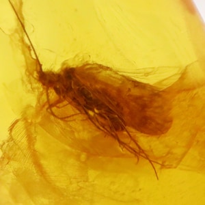 Baltic Amber with Insect trapped for Million Years | Fossil Inclusion in Baltic Amber Stone | Certified Baltic Amber