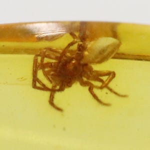 数百万年もの間閉じ込められていたクモ虫入り琥珀 | バルト海産琥珀に