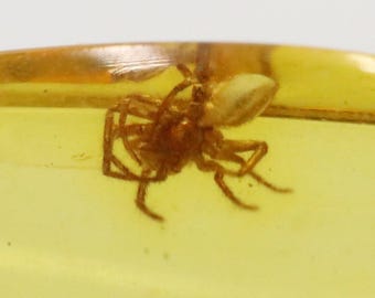 数百万年もの間昆虫が閉じ込められていたバルト海産の小さな琥珀