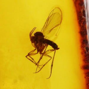Baltic Amber with Insect trapped for Million Years | Fossil Inclusion in Baltic Amber Stone | Certified Baltic Amber