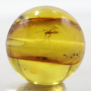 May include: A spherical piece of amber, a translucent yellow colour, with a preserved insect inside. The amber has brown inclusions and a visible insect with delicate legs and antennae. The amber is smooth and polished.