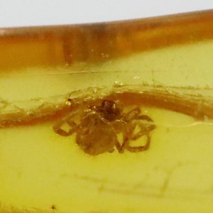 Baltic SMALL Amber with SPIDER Insect trapped for Million Years | Fossil Inclusion in Baltic Amber Stone | Certified Baltic Amber