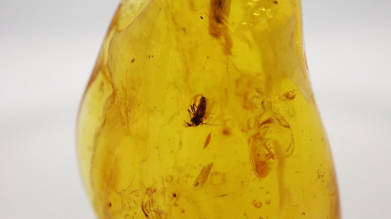 925 Sterling Silver Baltic Amber Pendant Necklace with Fossil trapped for Million Years Natural Amber Jewelry Amber Pendant with Insect
