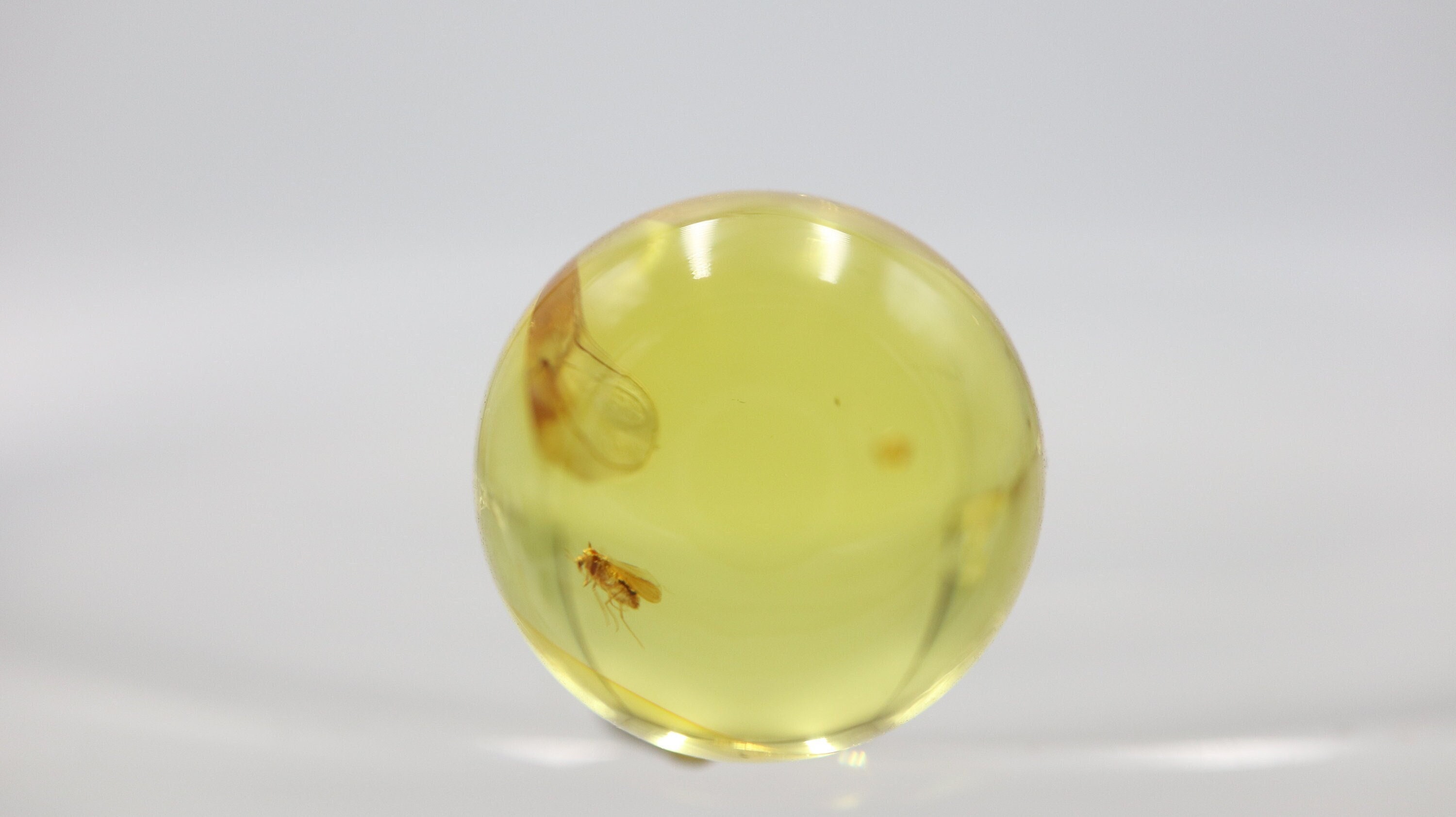 Amber Bead 11.5mm Sphere With Rare Insect Trapped For Million Years | Fossil Inclusion Baltic Stone Certified