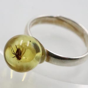 Baltic Amber Ring With Insect, 925 Sterling Silver Certified