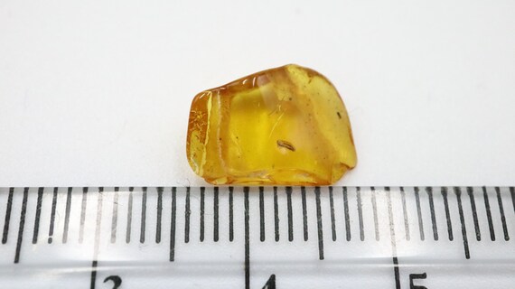 数百万年の間閉じ込められていた珍しい昆虫が入った琥珀 | バルト海産