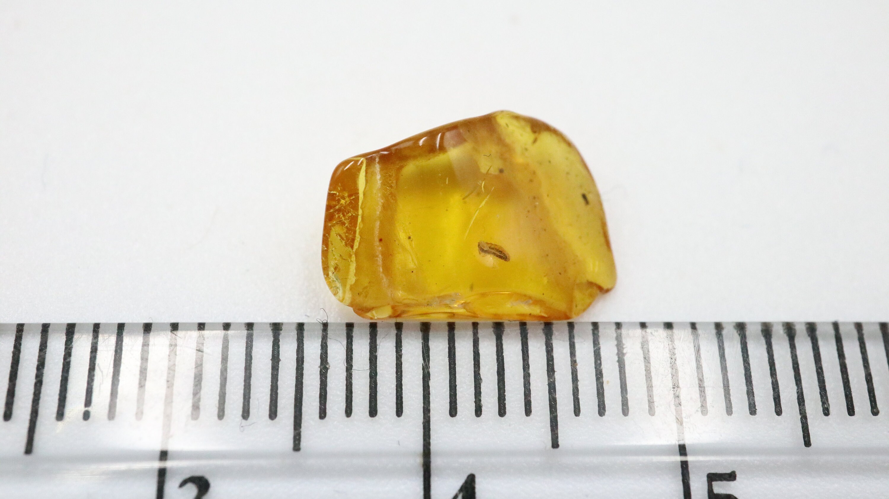 数百万年の間閉じ込められていた珍しい昆虫が入った琥珀 | バルト海産