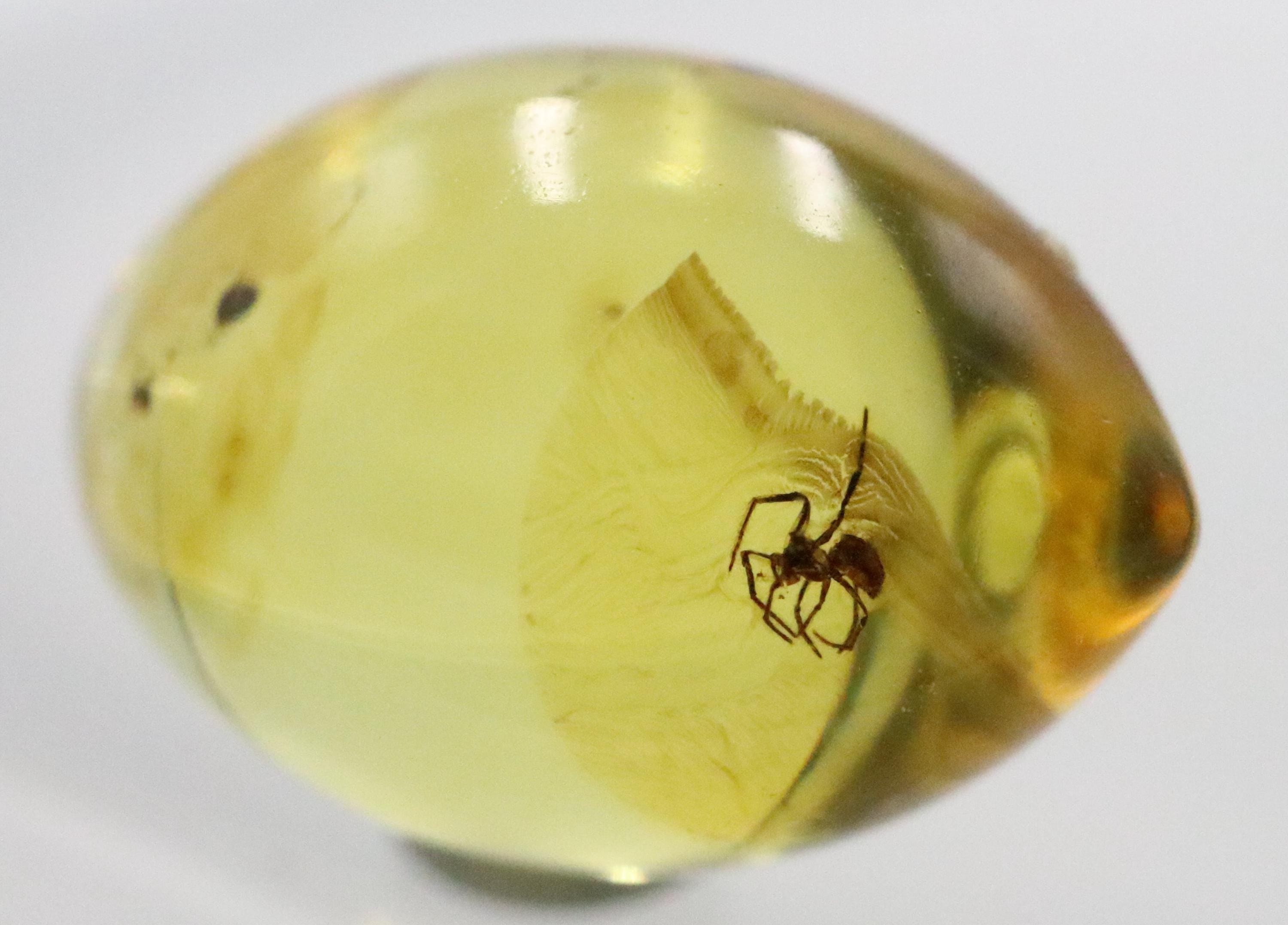 数百万年もの間閉じ込められていた珍しいクモの昆虫が入った琥珀